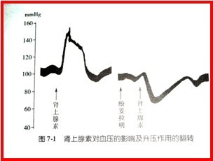 2013执业药师药理学:肾上腺素受体激动药 英语
