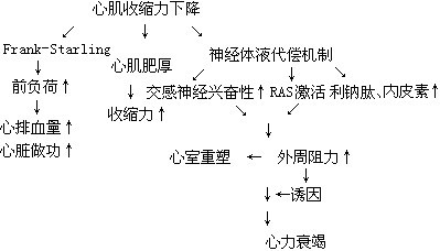 2013内科主治医师:心力衰竭 英语四级考试 英语