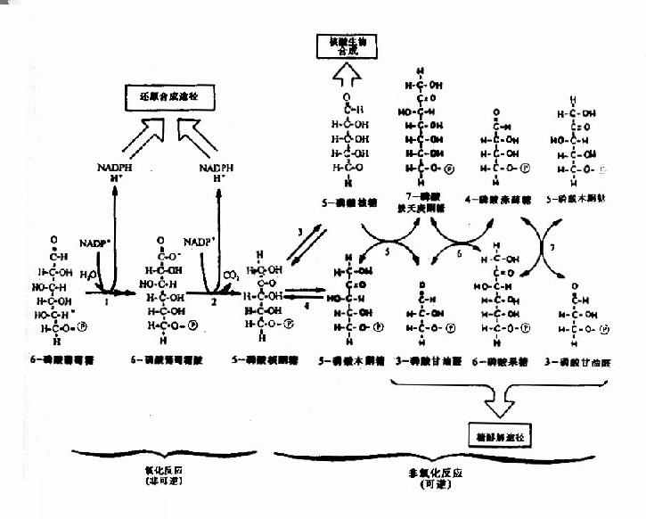 2015公卫助理:磷酸戊糖途径 医师资格考试,20