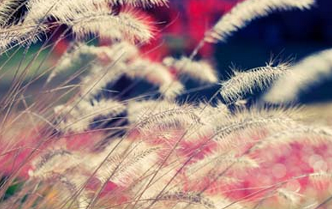 2016考研专业详解:新闻学与传播学 -文都考研