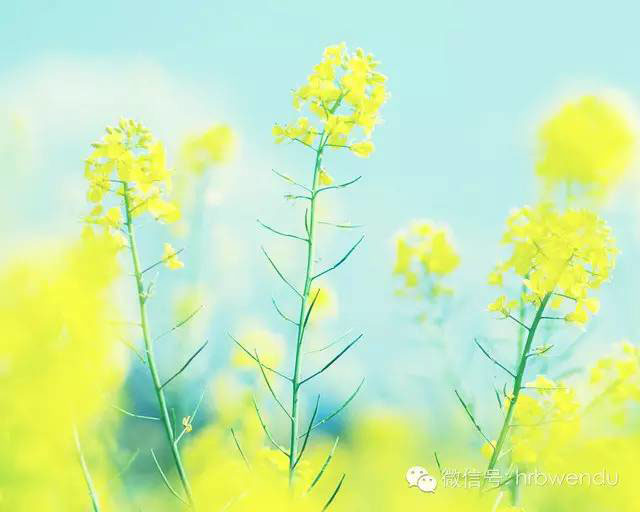 哈尔滨文都考研_考研辅导班_哈尔滨考研首选