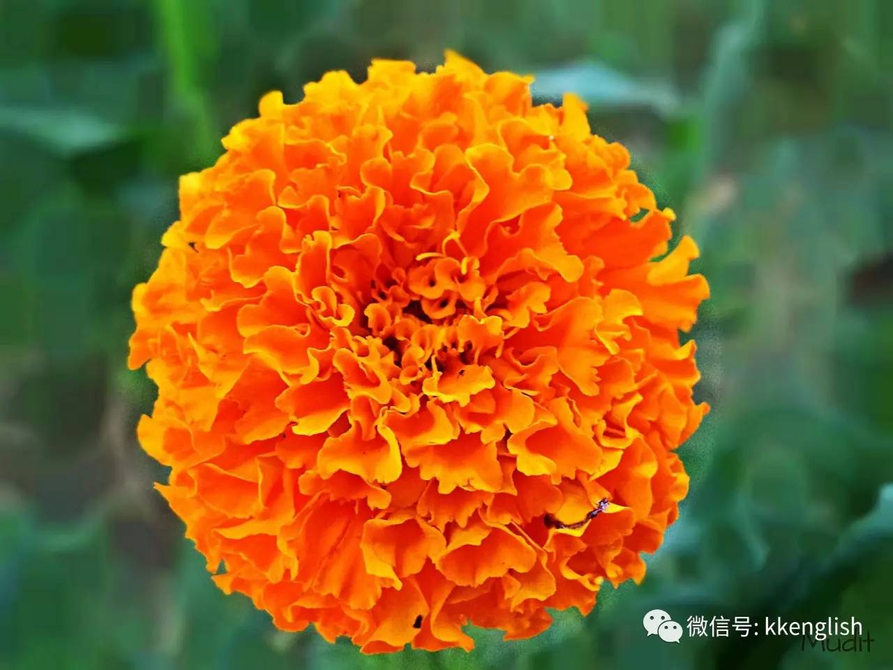 何凯文每日一句:2018考研英语第147句-石家庄