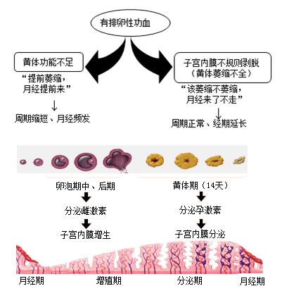 一,黄体功能不足(黄体早死!月经早来!